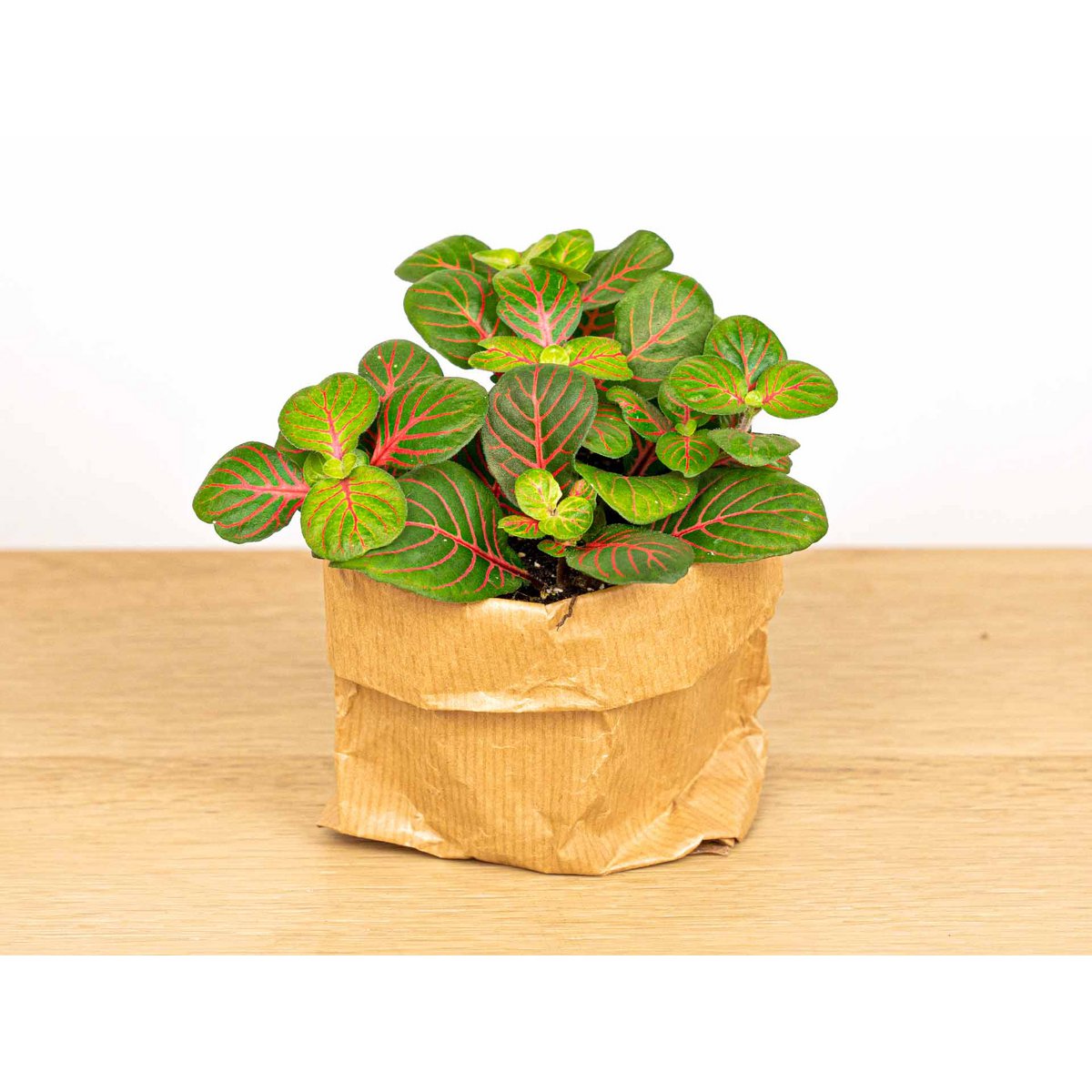 Fittonia Bubble Red - Rood en groen - Mozaïekplant