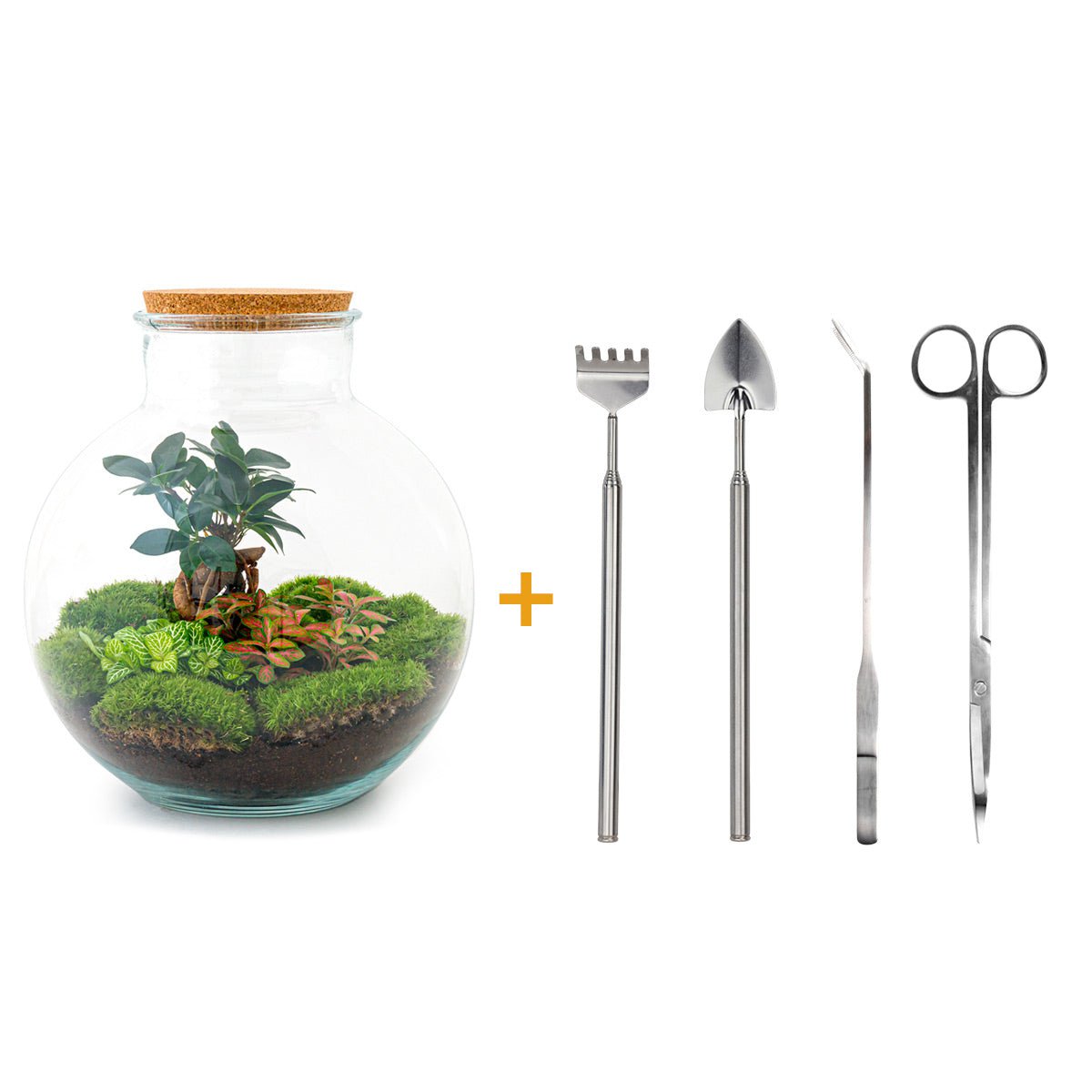 Terrarium DIY Kit - Bolder Bob Bonsai - Bottle Garden - ↑ 30 cm