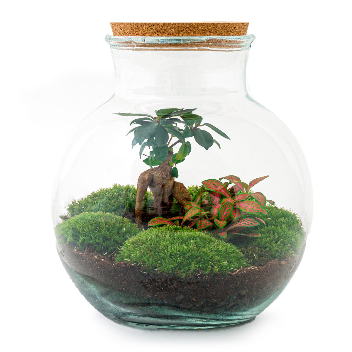 Terrarium DIY Kit - Teddy Bonsai - Flessentuin - ↑ 26,5 cm