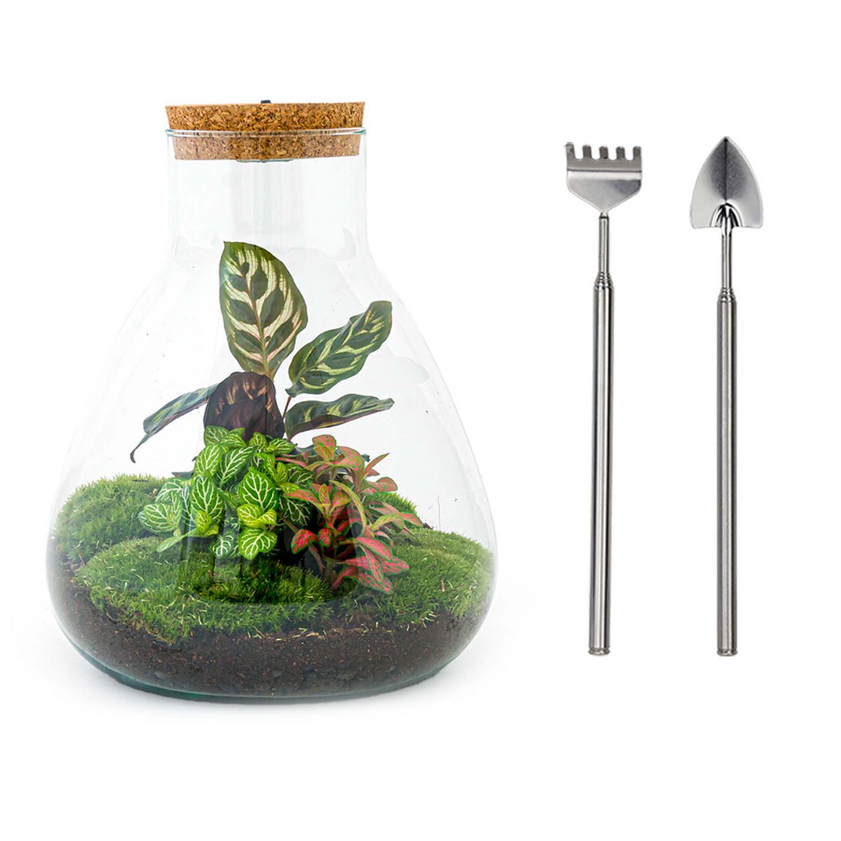 Terrarium DIY Kit - Sam Calathea met licht - Flessentuin - ↑ 30 cm