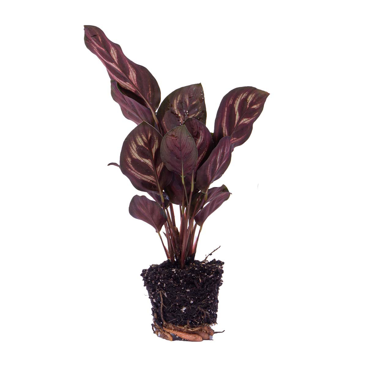 Calathea Makoyana - Pauwplant - Terrariumplant