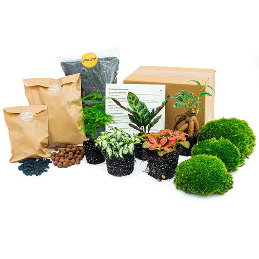 Plantenterrariumpakket - Bonsai 5 - Calathea Lancifolia - Bonsai - Asperges - Red & White Fittonia - 5 terrariumplanten - Navul- & Startpakket - DIY Terrariumpakket