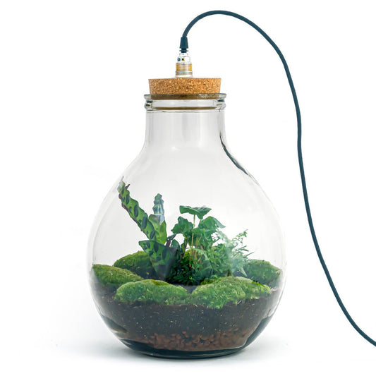 Terrarium DIY Kit - Big Paul Jungle met licht - Flessentuin ↑ 52 cm