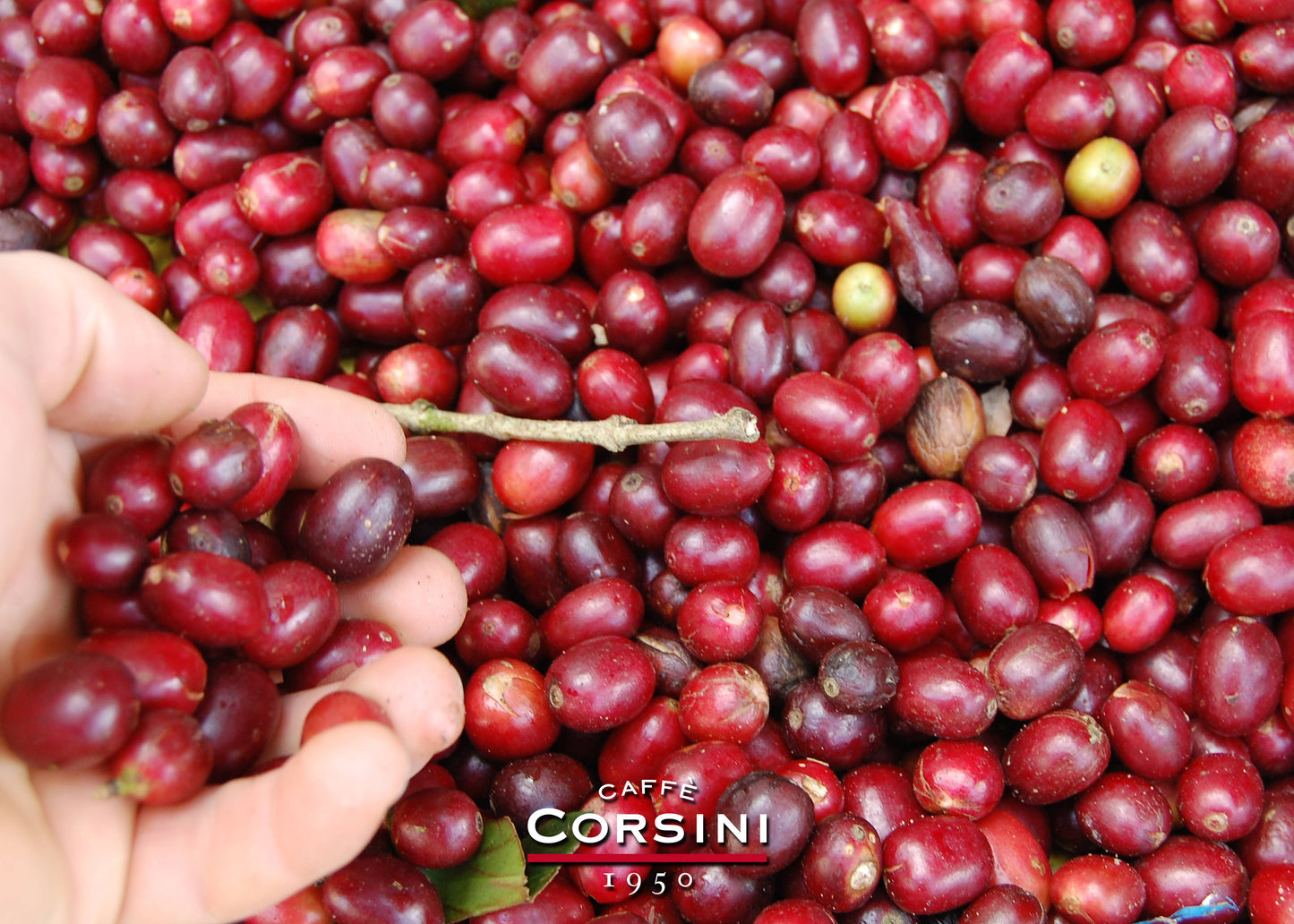 Estrella de Caribe 100% Arabica koffiebonen | Verpakkingen
