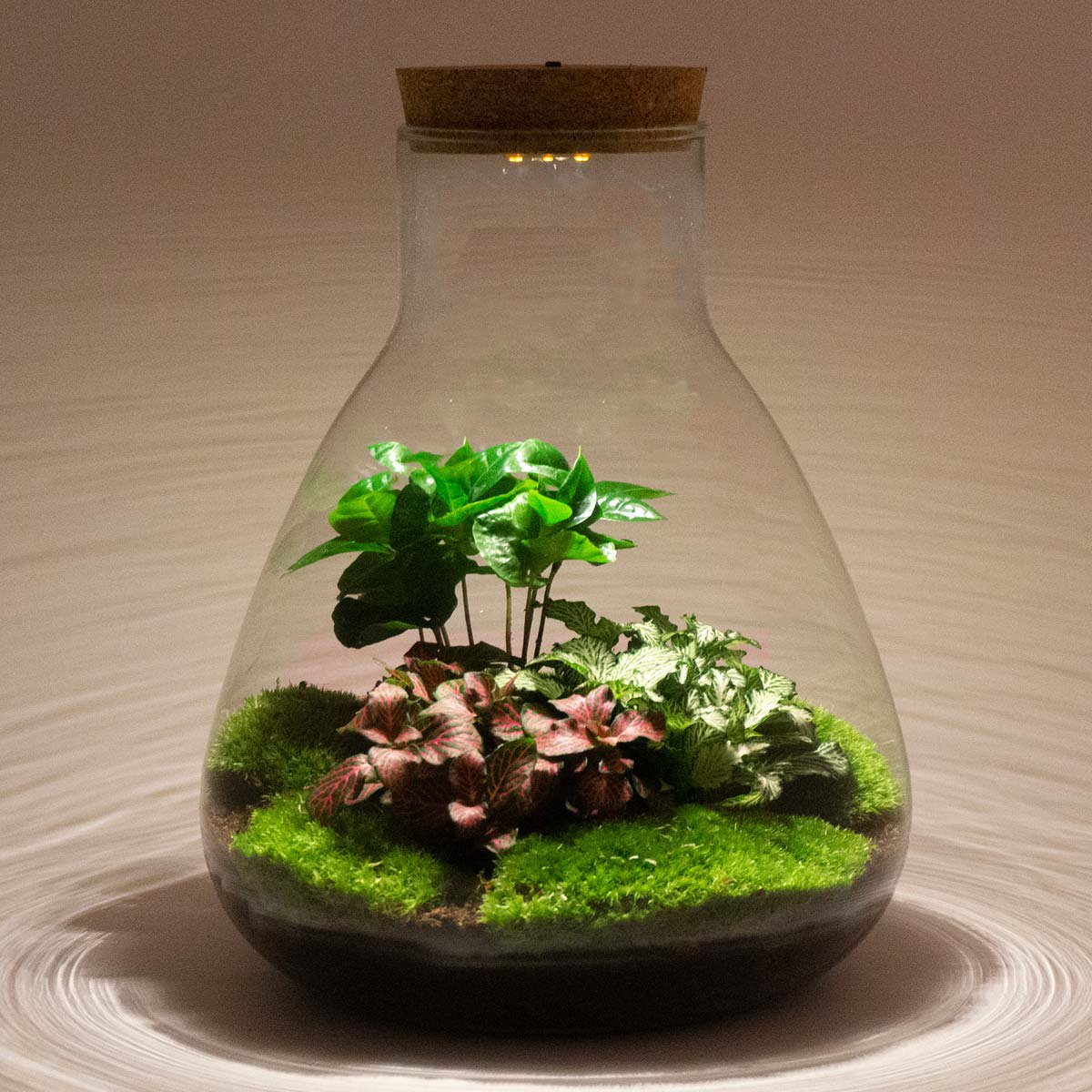 Terrarium DIY Kit- Sam Coffea met licht - Flessentuin - ↑ 30 cm