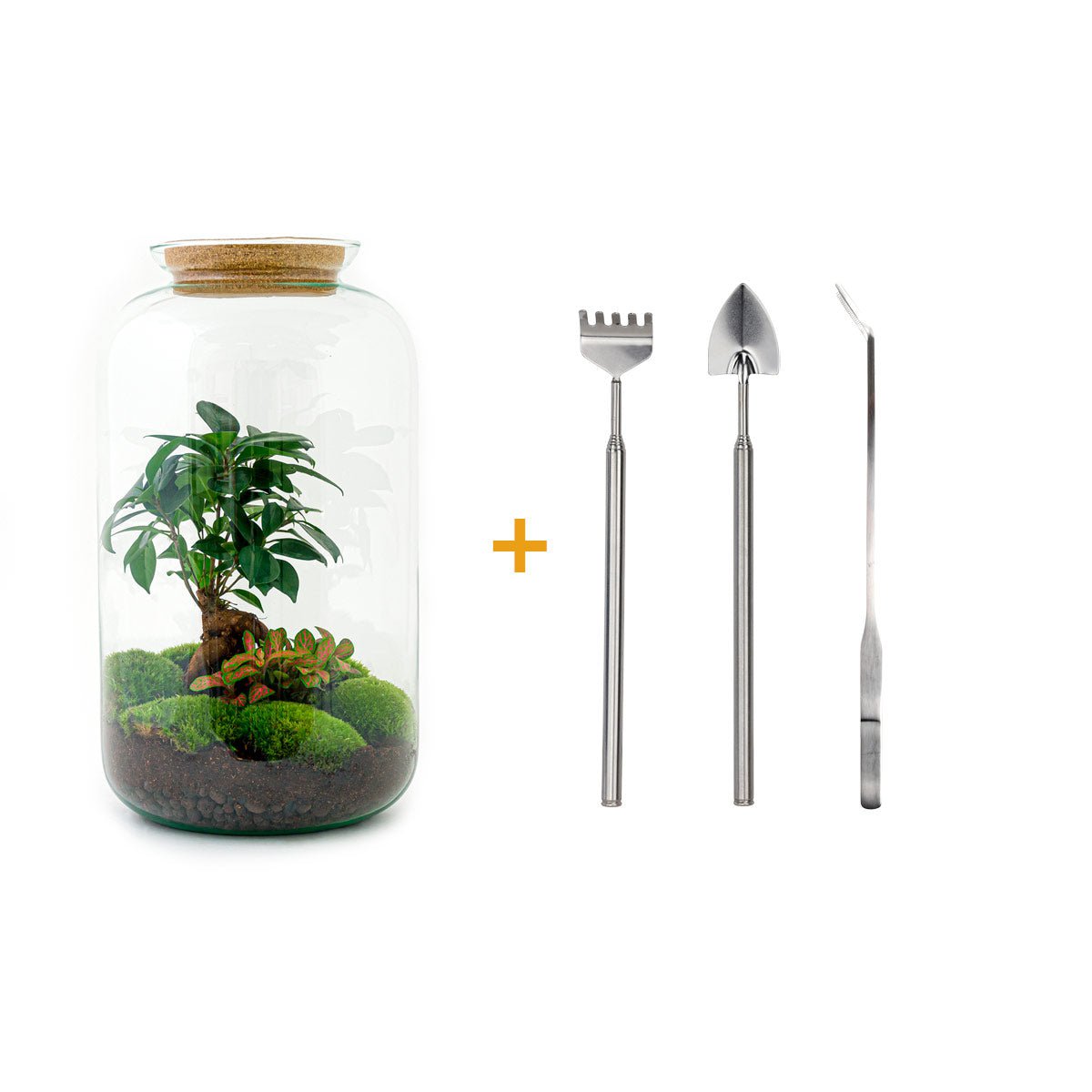 Terrarium DIY Kit - Sven Ginseng Bonsai - Flessentuin - ↑ 43 cm