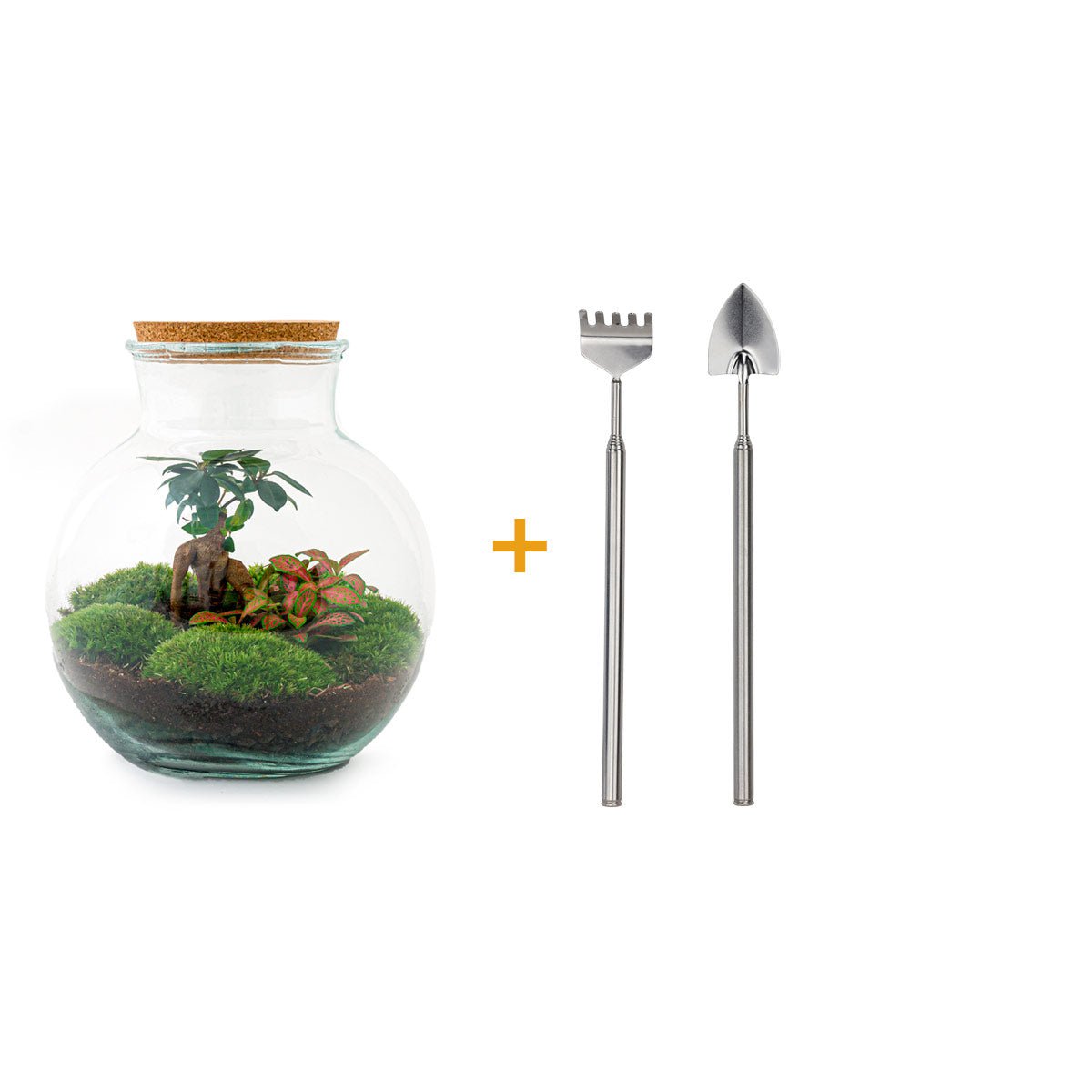 Terrarium DIY Kit - Teddy Bonsai - Flessentuin - ↑ 26,5 cm
