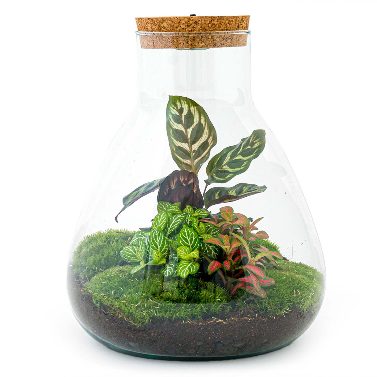 Terrarium DIY Kit - Sam Calathea met licht - Flessentuin - ↑ 30 cm