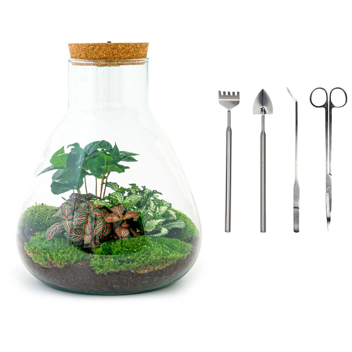 Terrarium DIY Kit- Sam Coffea met licht - Flessentuin - ↑ 30 cm