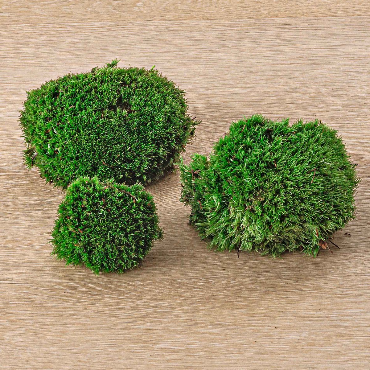 Plantenterrariumpakket - Jungle 5 - Navul- & Startpakket - DIY Terrarium Kit