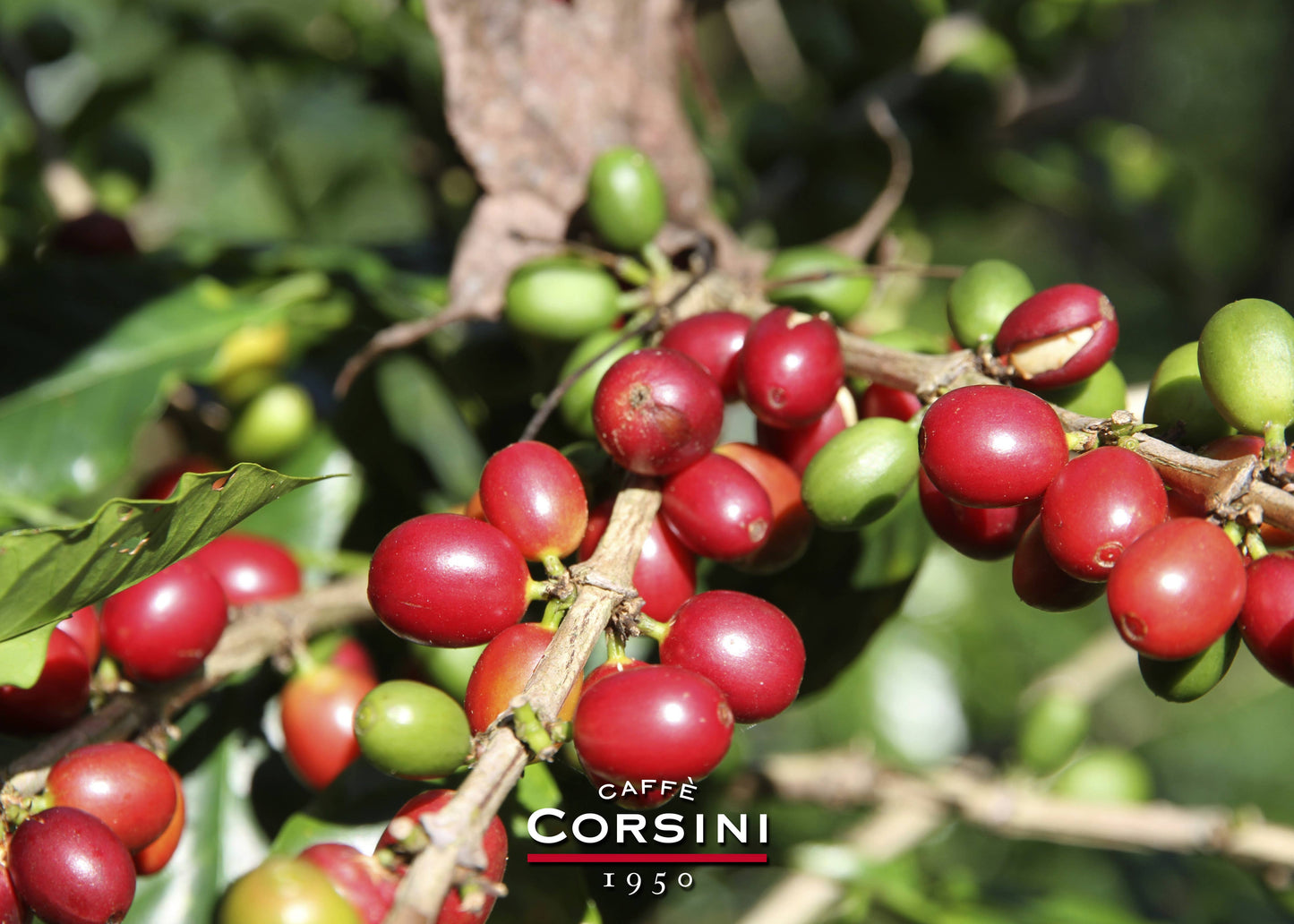 Rode koffiebonen uit Caracas | Pak van 1 kg