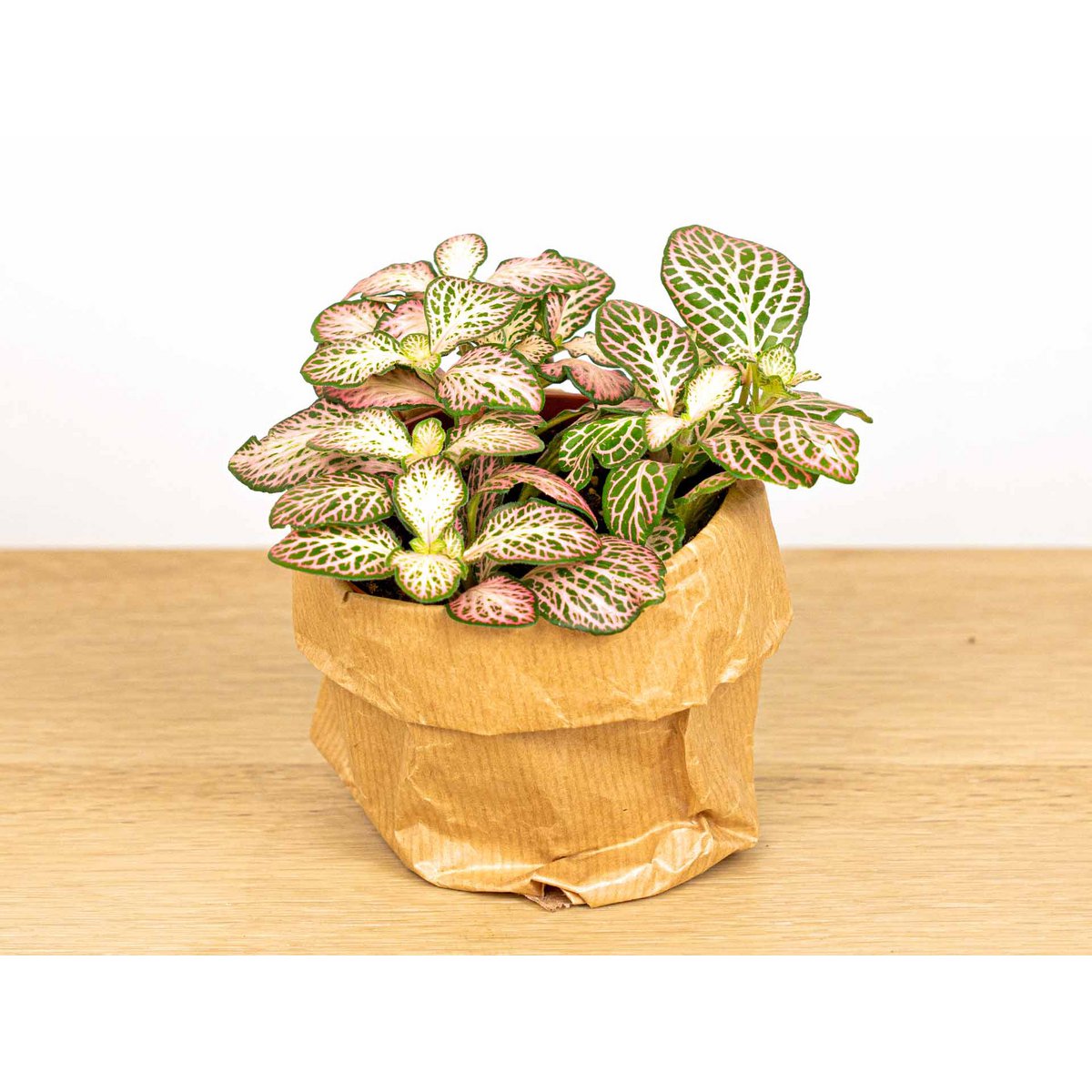 Fittonia Pink Tiger - Roze, wit en groen - Mozaïekplant