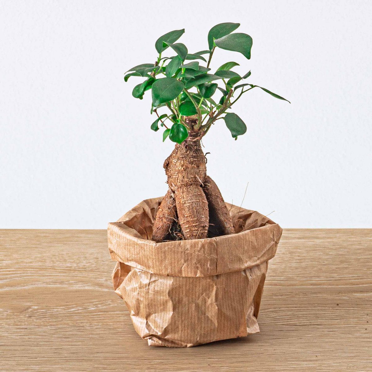 Plantenterrariumpakket - Bonsai 5 - Calathea Lancifolia - Bonsai - Asperges - Red & White Fittonia - 5 terrariumplanten - Navul- & Startpakket - DIY Terrariumpakket