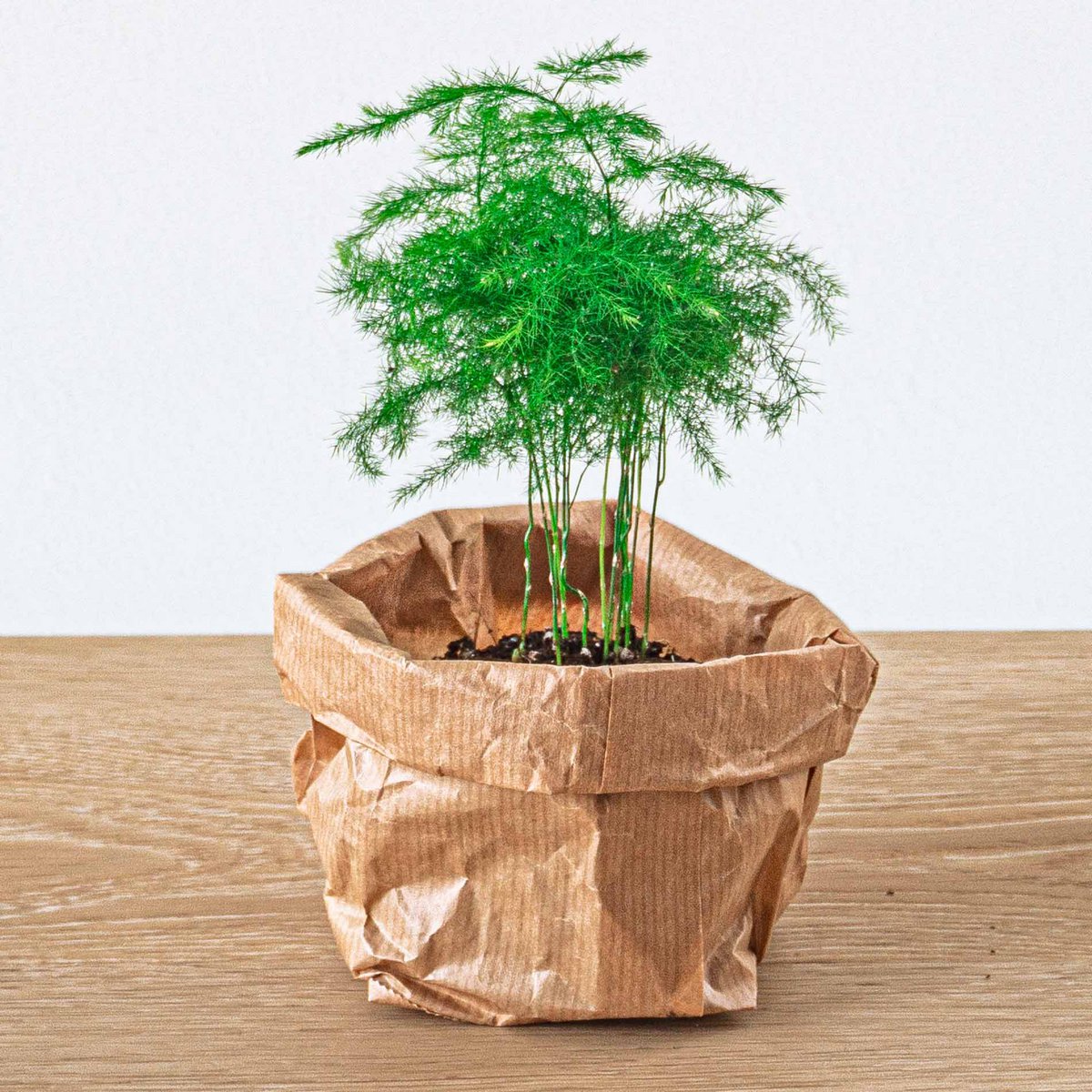Plantenterrariumpakket - Bonsai 5 - Calathea Lancifolia - Bonsai - Asperges - Red & White Fittonia - 5 terrariumplanten - Navul- & Startpakket - DIY Terrariumpakket