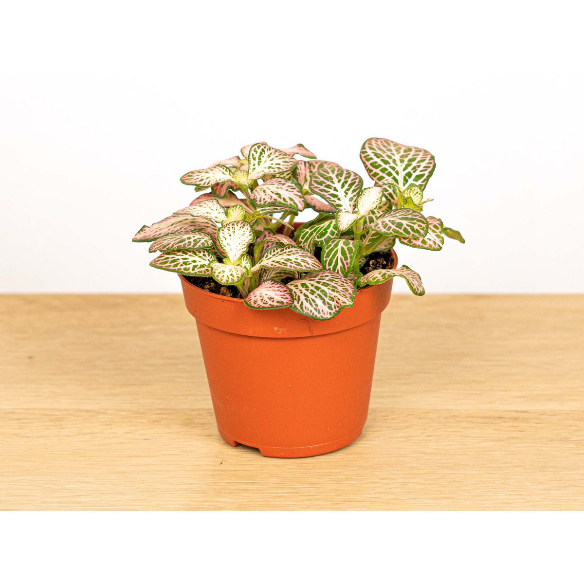 Fittonia Pink Tiger - Roze, wit en groen - Mozaïekplant