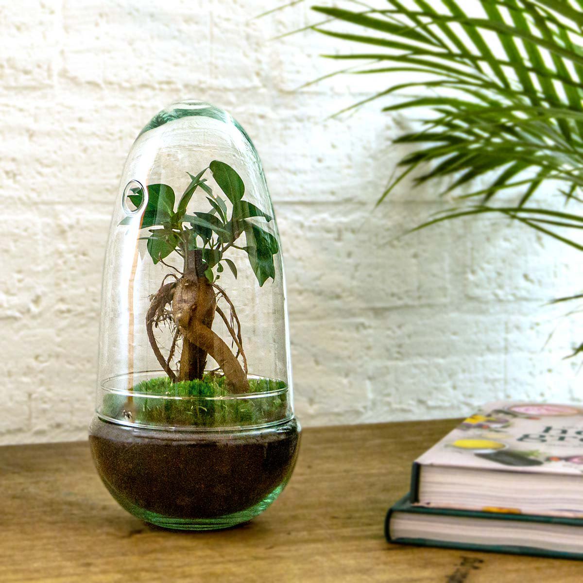 Terrarium DIY Kit - Eierbonsai - Flessentuin - ↑ 25 cm