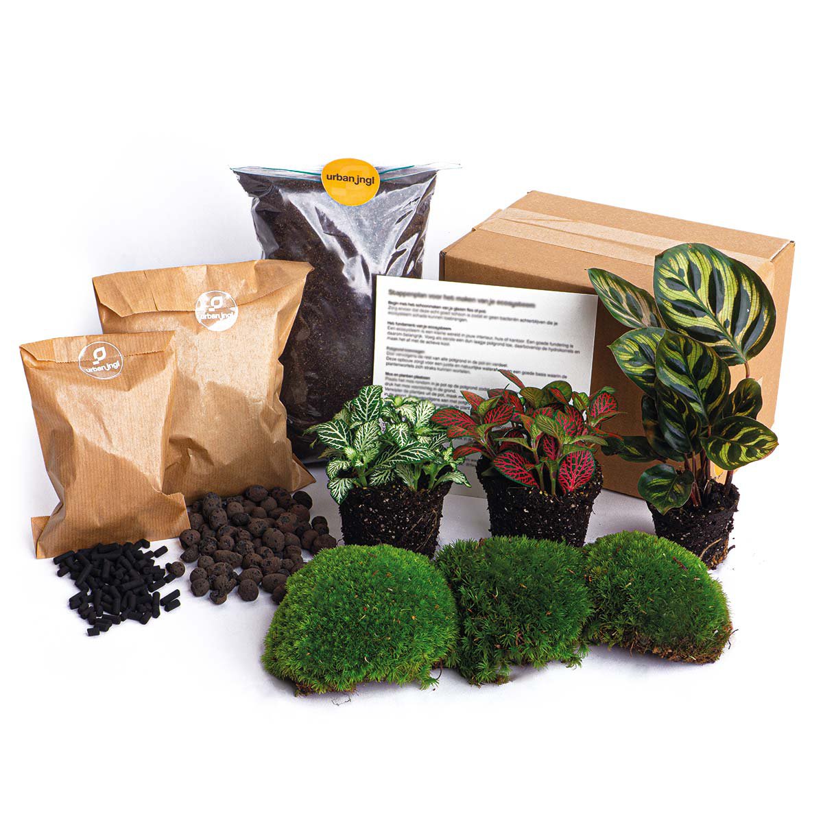 Plantenterrariumpakket - Calathea Makoyana - 3 terrariumplanten - Navulling & Startpakket - DIY Terrariumpakket