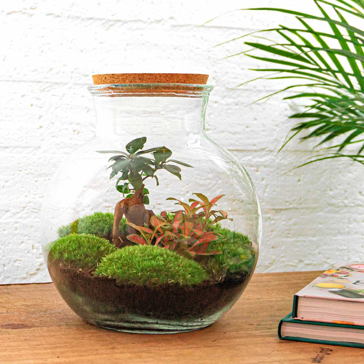 Terrarium DIY Kit - Teddy Bonsai - Flessentuin - ↑ 26,5 cm