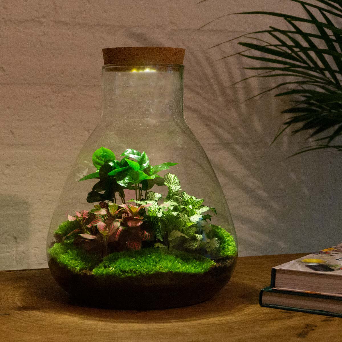 Terrarium DIY Kit - Sam Calathea met licht - Flessentuin - ↑ 30 cm