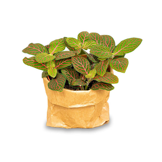 Fittonia Joly Josan - Rood en groen - Mozaïekplant