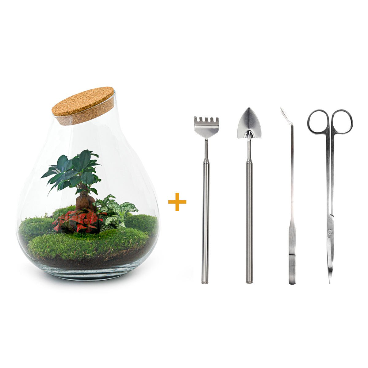 Terrarium DIY Kit - Drop XL Ficus Ginseng Bonsai - Flessentuin - ↑ 37 cm