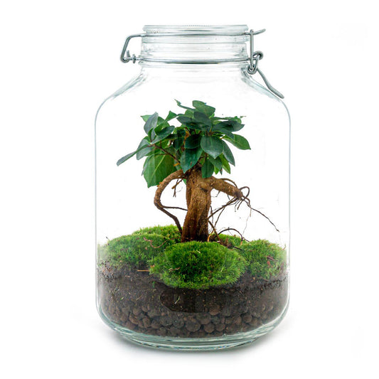 Pot Terrarium Kit - Ficus Ginseng Bonsai - Flessentuin - ↑ 28 cm