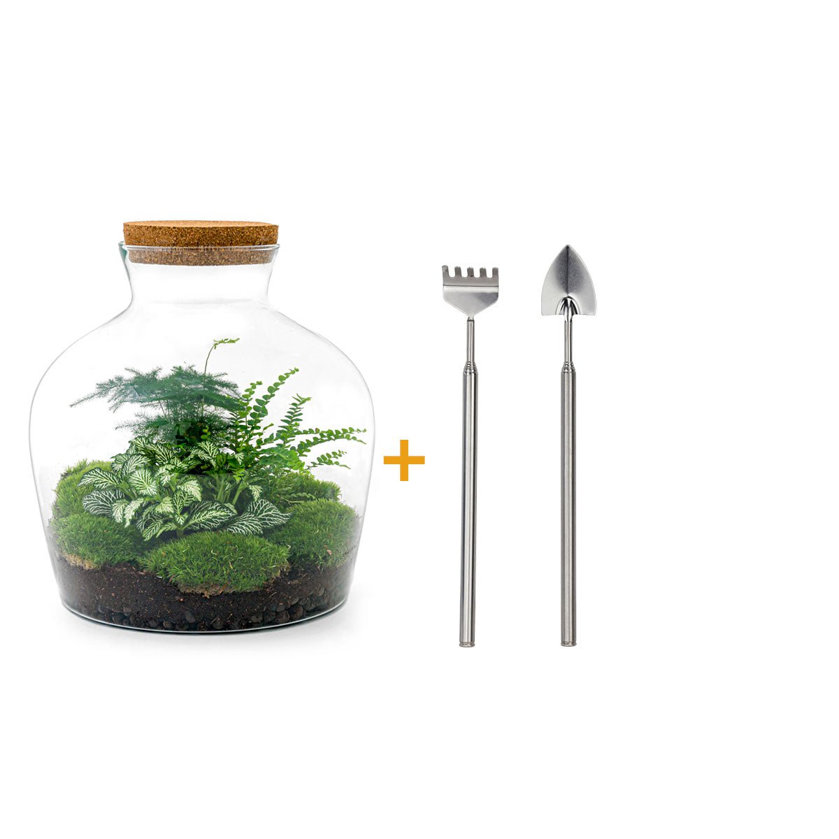 Ecosysteem plant - Fat Joe Groen - Planten terrarium - ↑ 30 cm