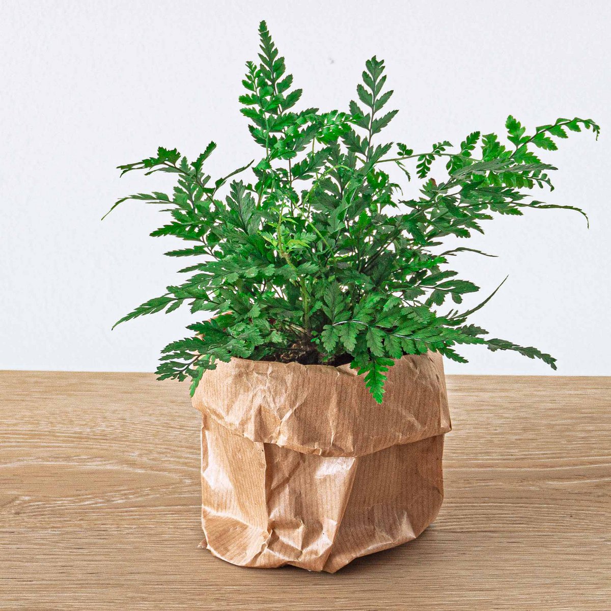 Plantenterrariumpakket - Jungle 5 - Navul- & Startpakket - DIY Terrarium Kit