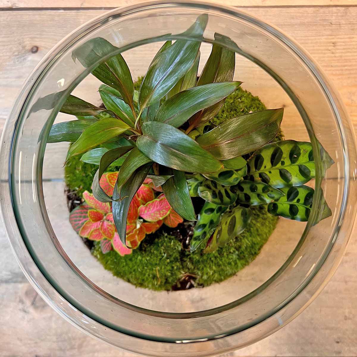 Terrarium DIY Kit - Drop XL Palm - Flessentuin - ↑ 37 cm