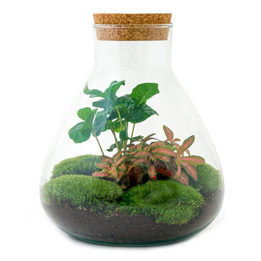 Terrarium DIY Kit - Sammie Coffea - Flessentuin - ↑ 27 cm