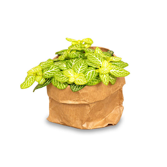 Fittonia Joly Lemon - Wit en Groen (Fluor) - Mozaïekplant
