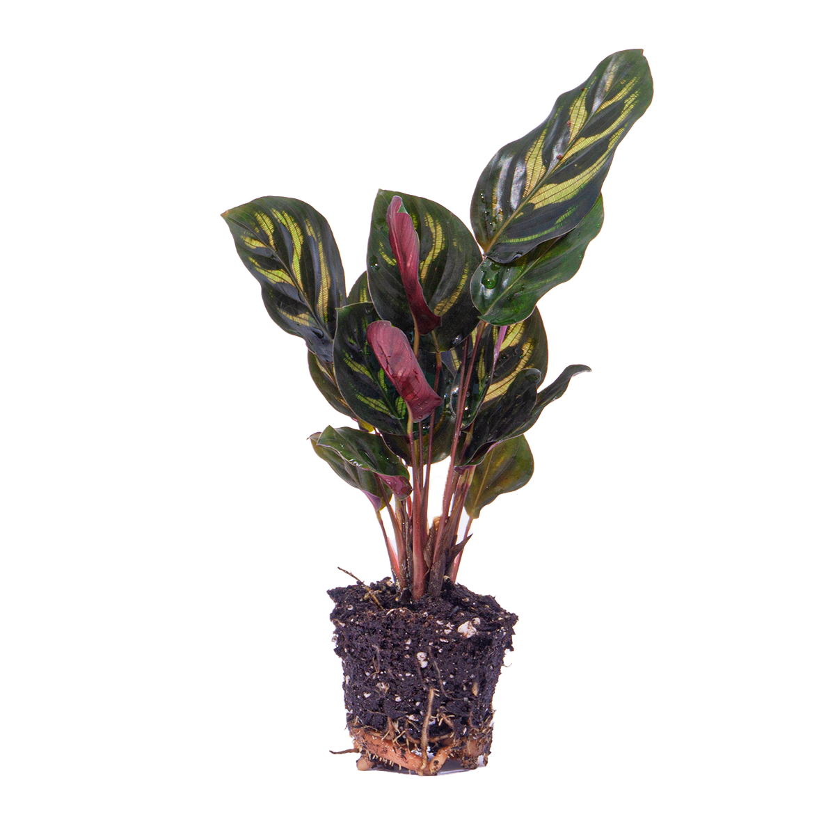 Calathea Makoyana - Pauwplant - Terrariumplant