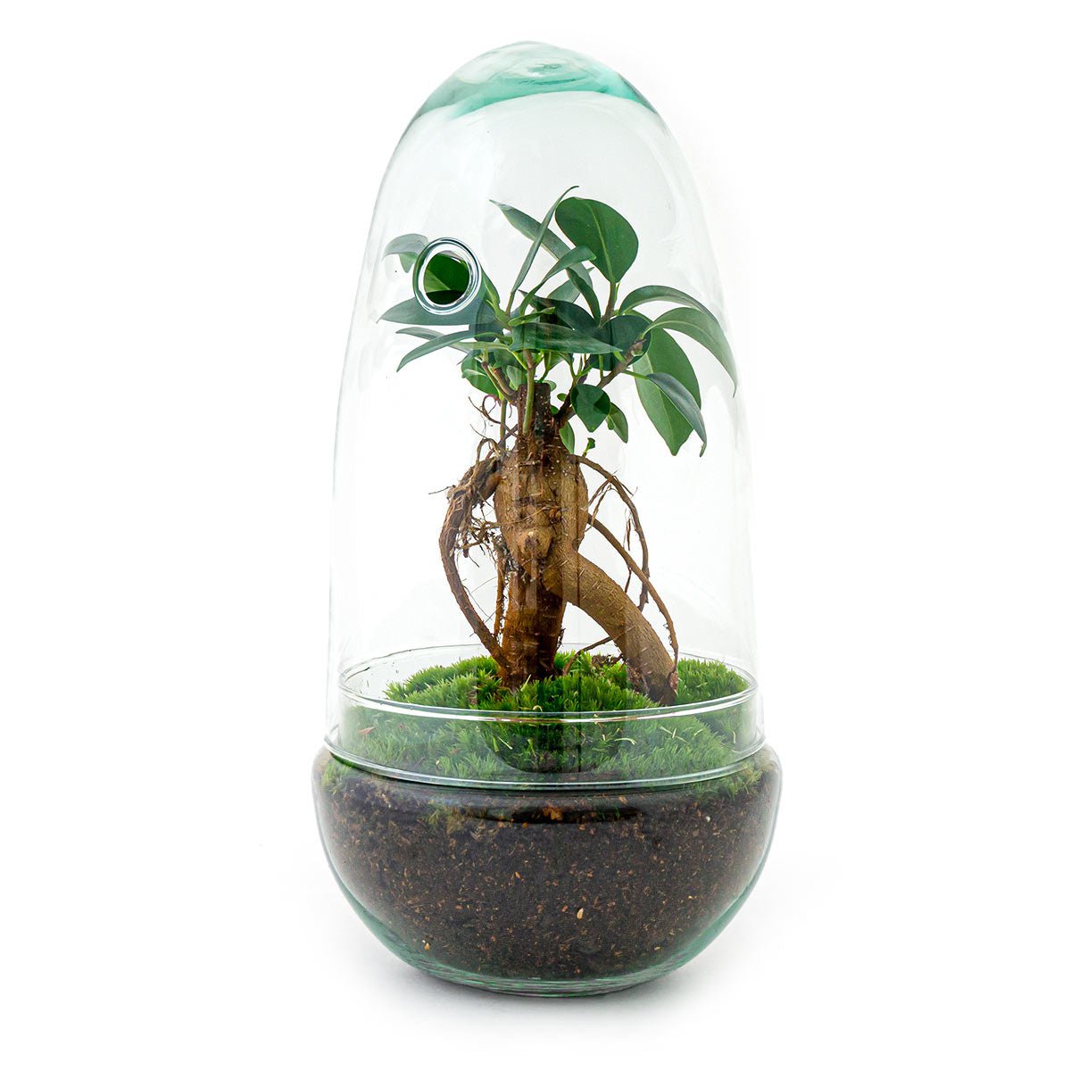 Terrarium DIY Kit - Eierbonsai - Flessentuin - ↑ 25 cm