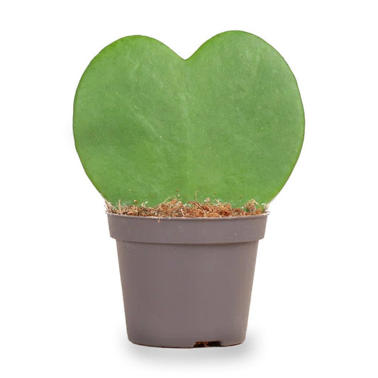 Hoya Kerrii - Hartplant - ↑ 10 cm - ⌀ 6 cm