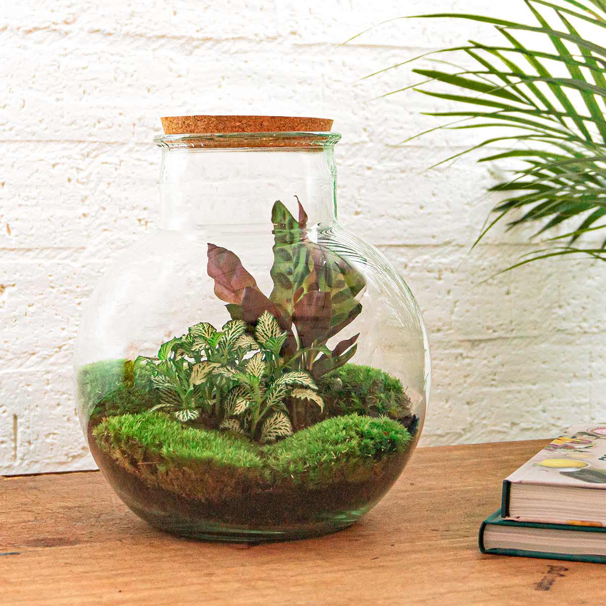 Terrarium DIY Kit - Teddy - Flessentuin - ↑ 26,5 cm