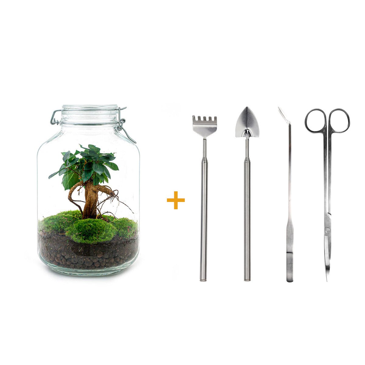 Pot Terrarium Kit - Ficus Ginseng Bonsai - Flessentuin - ↑ 28 cm
